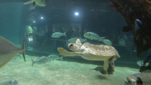 MEHR LESEN