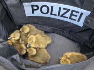 MEHR LESEN