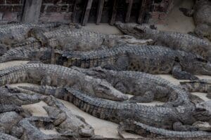 MEHR LESEN